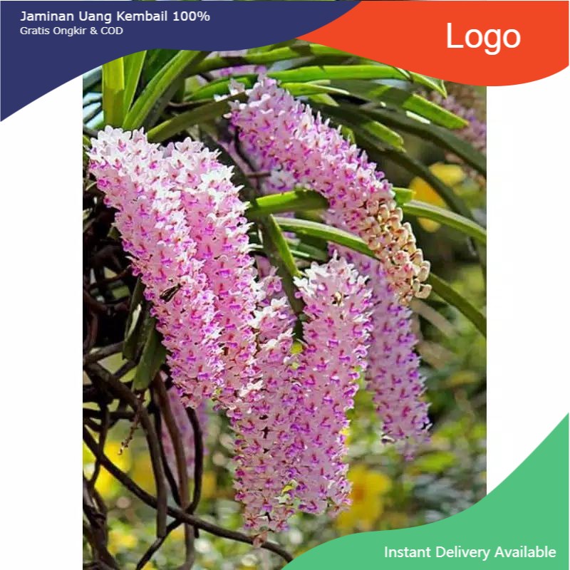 anggrek ekor tupai dewasa