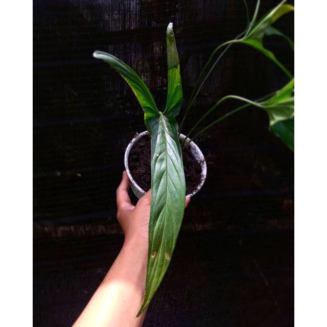 Homalomenae long ear fetish