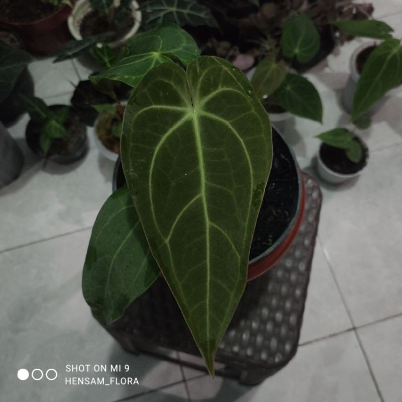 ANTHURIUM WAROCQUEANUM X ACE OF SPADES