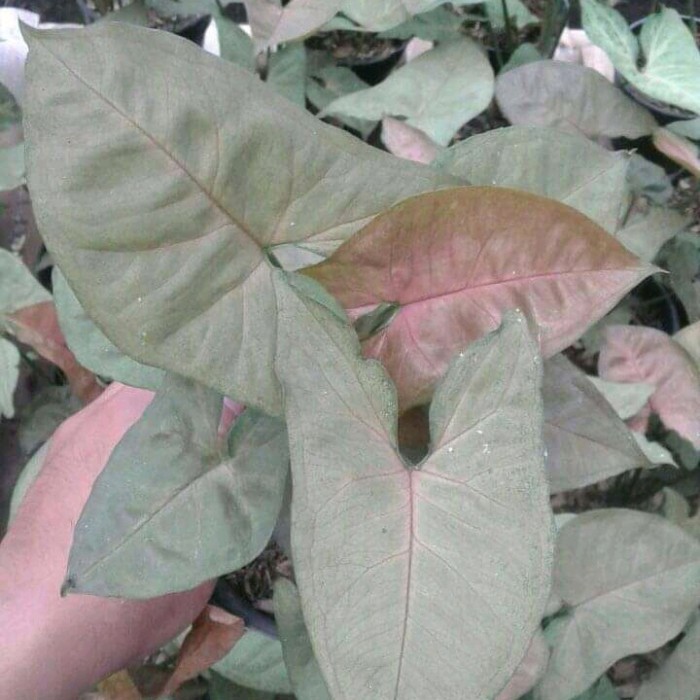 Tanaman hias singonium merah