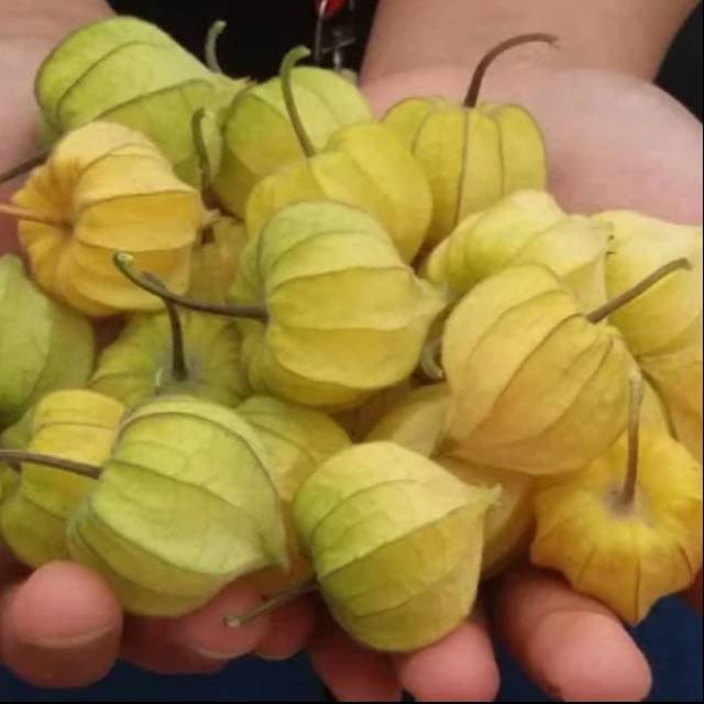 

Buah ciplukan fresh segar kemasan 20 gram