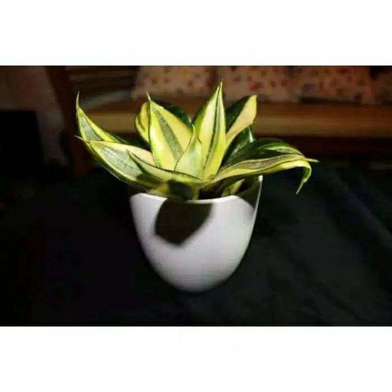 tanaman hias sansivera golden / tanaman hias sansivera golden mini