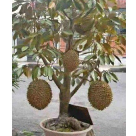 Bibit Durian Tabulampot