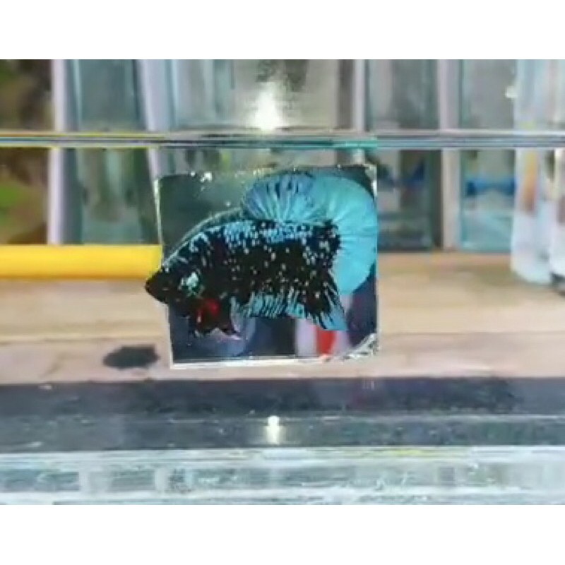 

ikan cupang avatar black star. original thailand