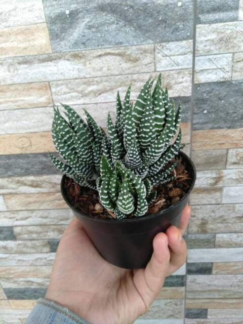 Sukulen Haworthia Reinwardtii Zebra Wart Cluster