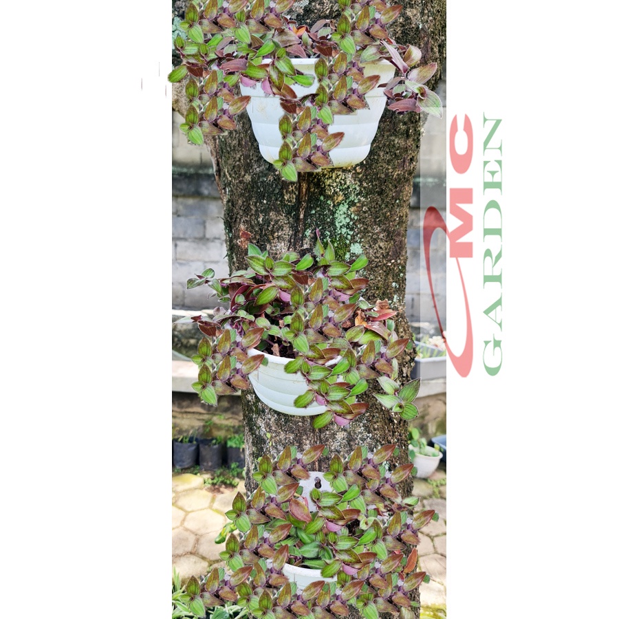 Tradescantia Zebrina Zabrina Hijau Ungu Pink Tanaman Hias Gantung Bibit Berakar TZ-1020