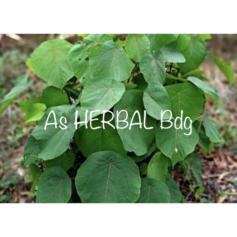 

Daun mara / daun madau / daun karahan / daun kayu mara segar 1 kg-az