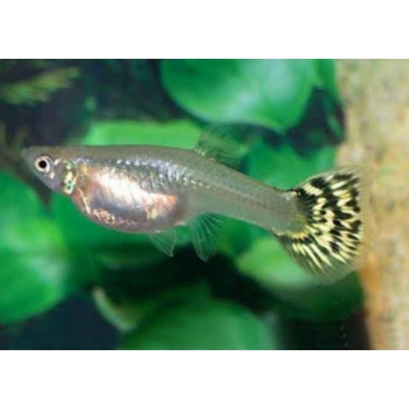 guppy betina siap breeding