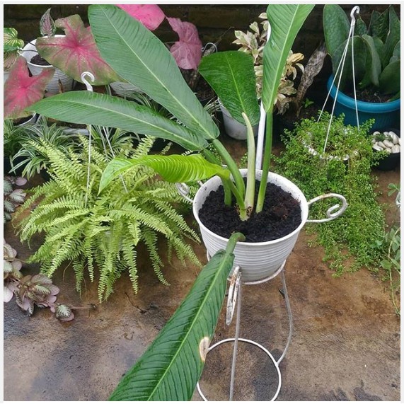 BIBIT TANAMAN HIAS PHILODENDRON LINET - LYNNETE