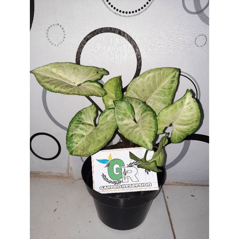 TANAMAN HIAS SYNGONIUM PODOPHYLLUM/SYGONIUM/SYGONIUM