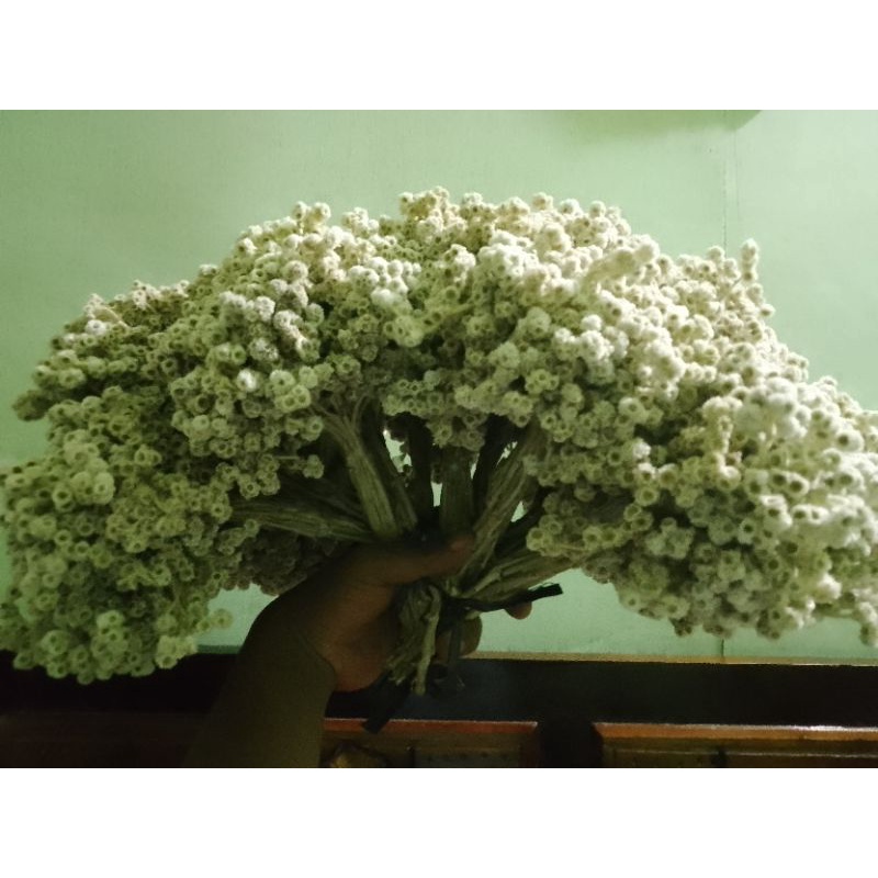 bunga kering edelweis