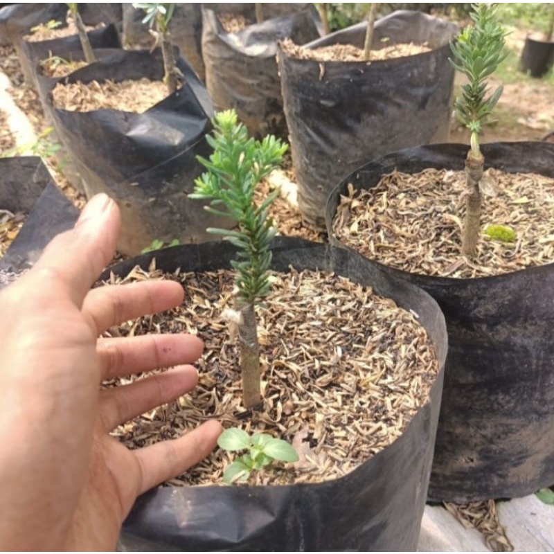 lohansung micro hasil okulasi daun kecil