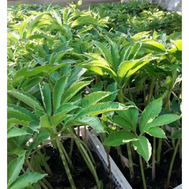 bibit porang polybag