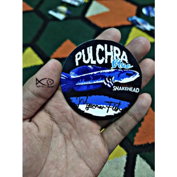 Stiker Channa Pulchra | PULCHRA BLUE