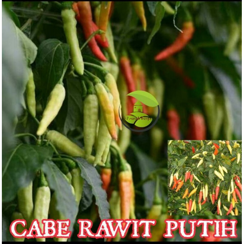 benih bibit cabe rawit putih-cabe setan