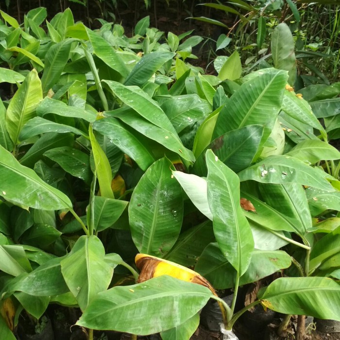 BIBIT BUAH PISANG RAJA SAJEN