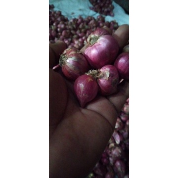 

bawang merah