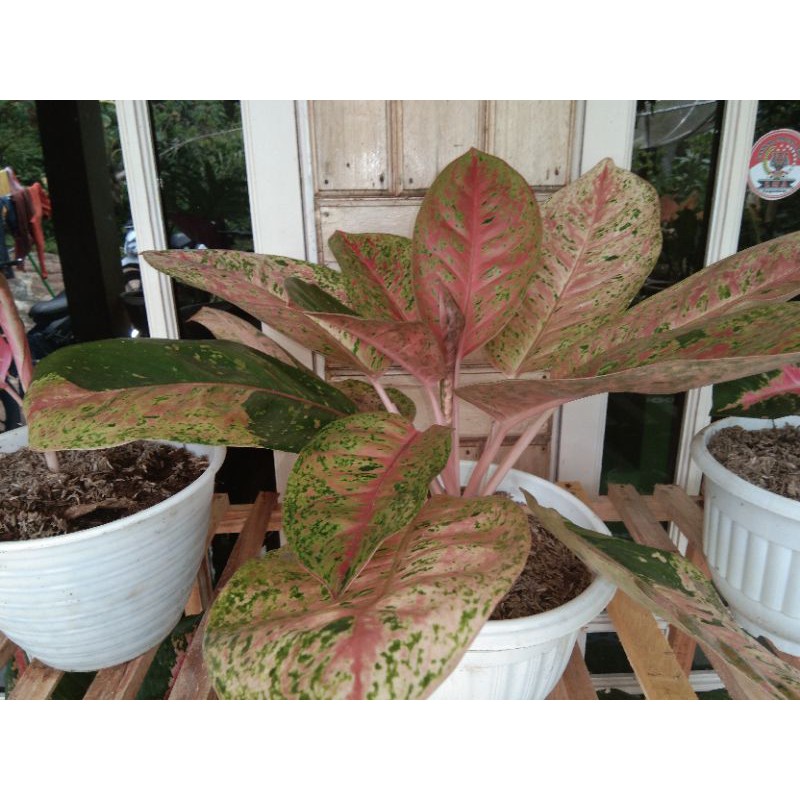 Aglonema big roy lulawian daun rimbun 10-15 daun