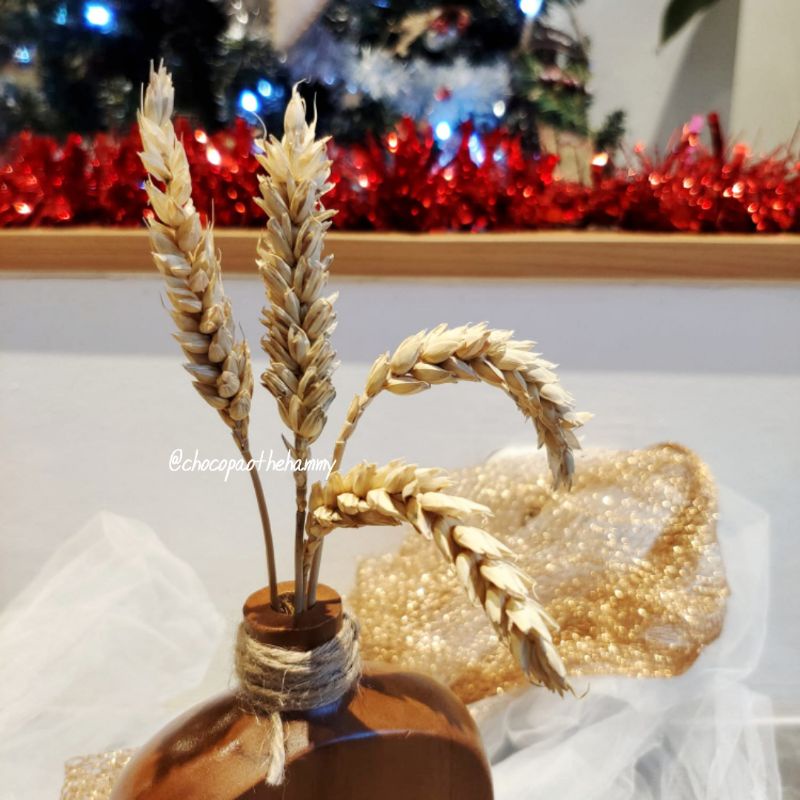 

Wheat Stalk | chocopaothehammy