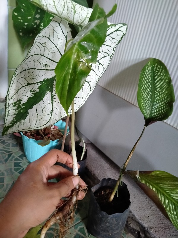 Tanaman Hias Keladi  Alocasia Silver /keladi Liku Sp Hutan
