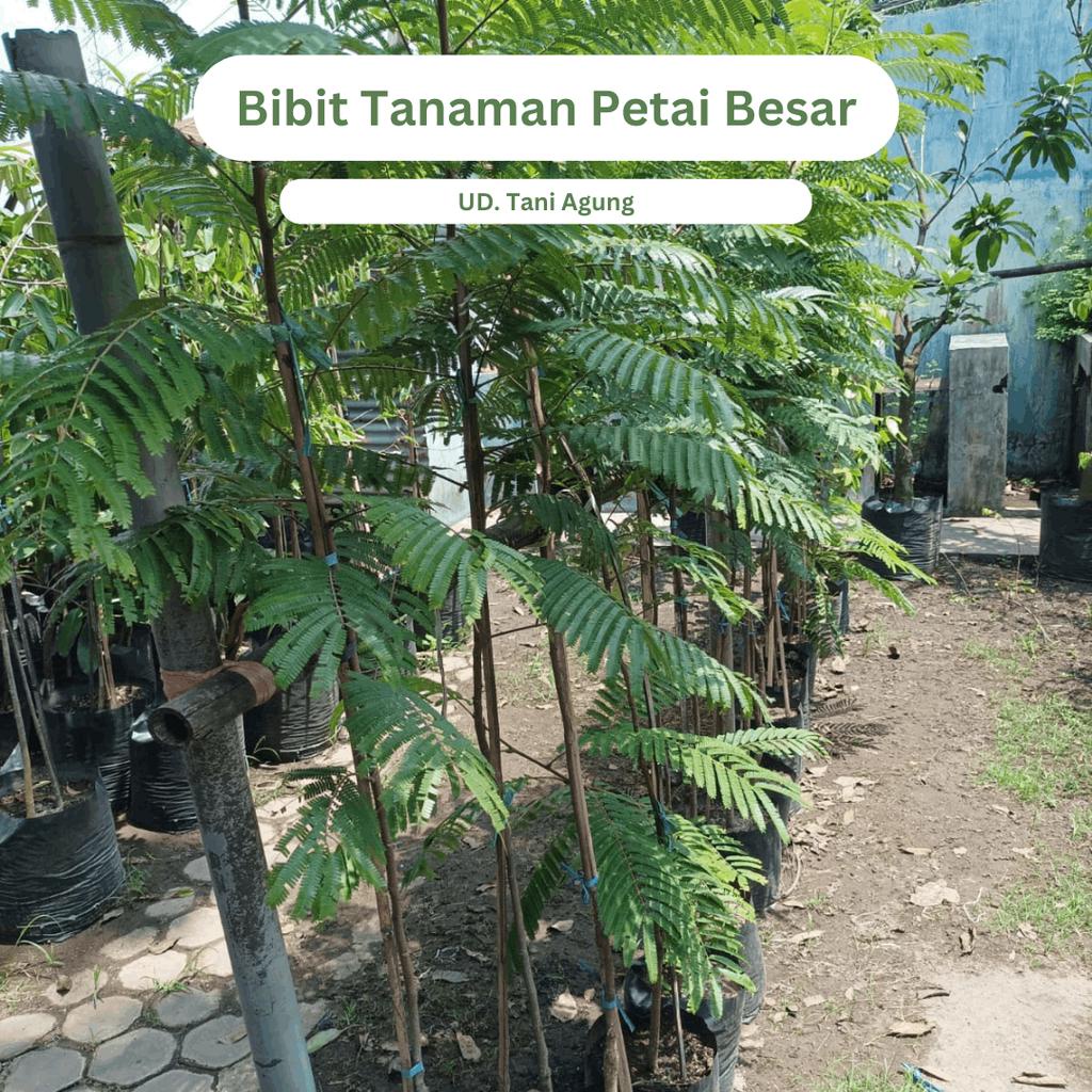 Benih Tanaman petai besar