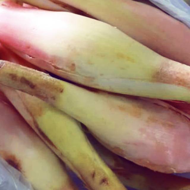 

Kecong kincong kecombrang bunga rias 500 gram