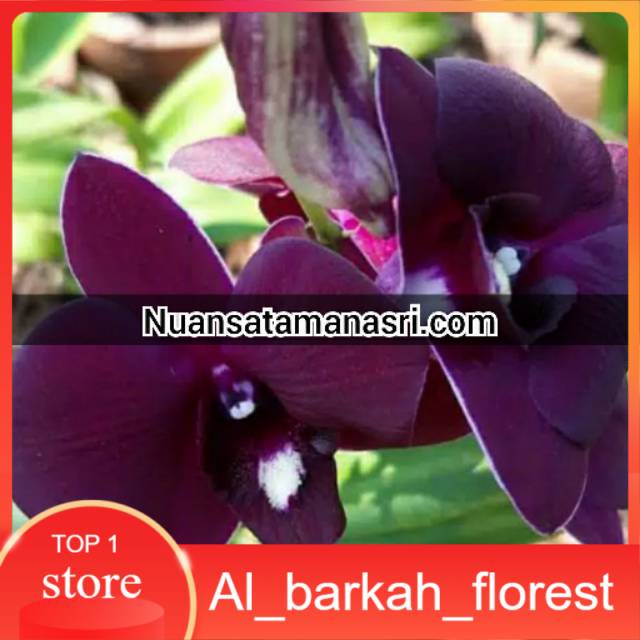 Anggrek dendrobium red dragon ukuran remaja