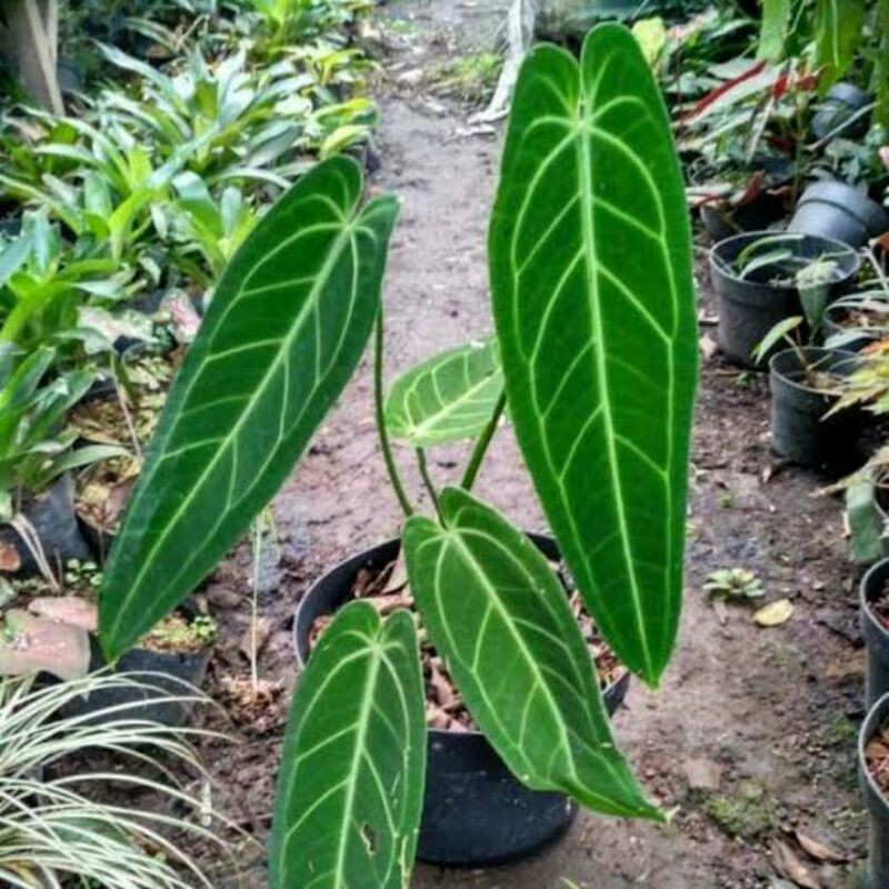 tanaman hias anthorium lidah gajah-anthorium lidah gajah-lidah gajah-pohon hias lidah gajah