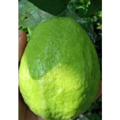 Bibit Jambu Biji Chegua Okulasi