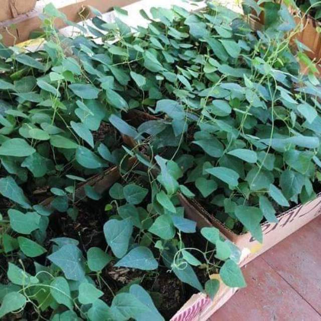 Promo 4 Bibit tanaman cincau bulu