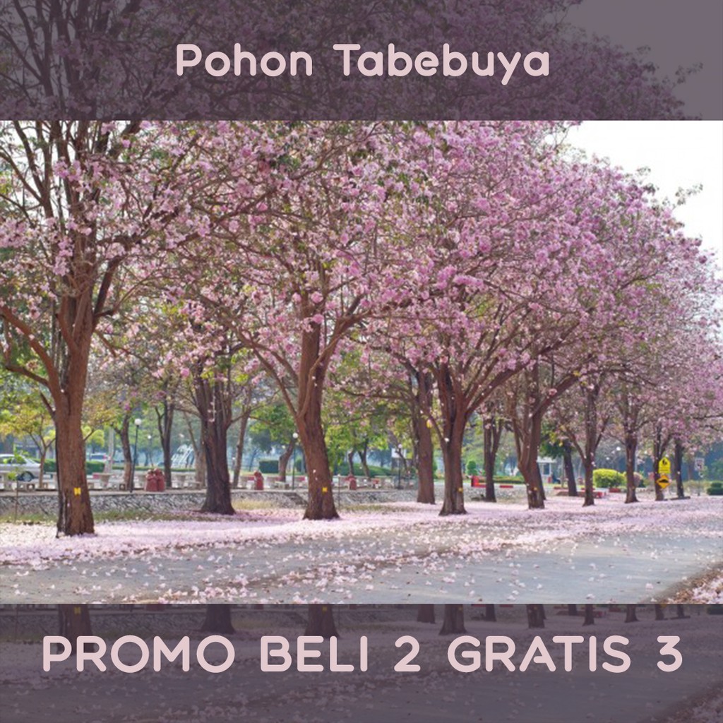 Bibit Pohon Tabebuya