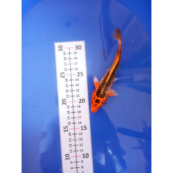 ikan koi Kujaku tategoi Blitar