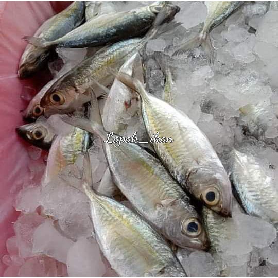 

Ikan Kembung Mata Besar Segar 1~Kilogram
