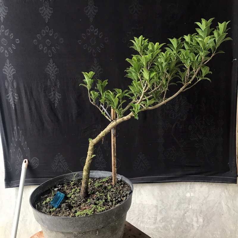 beringin elegan ficus elegant besar siap ground bahan bonsai