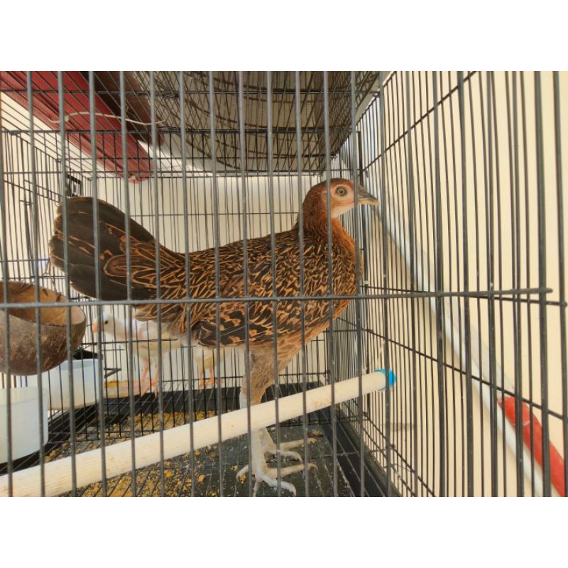 Ayam Bekisar Betina