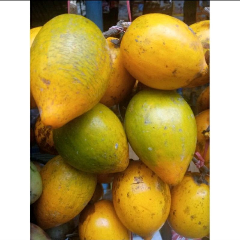 

Sawo Belanda segar isi 1 kg-masih mengkal