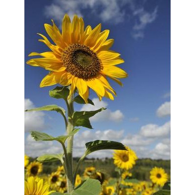 Biji Bunga Matahari Jumbo (big Sunflower Seeds)