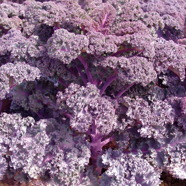 Benih Bibit Biji - Kale Borecole Curly Scarlet (Brassica olearcea acephala) Seeds - IMPORT