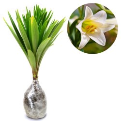 Tanaman Hidup Bunga Hias EASTER LILLY - Bunga Easter Lily