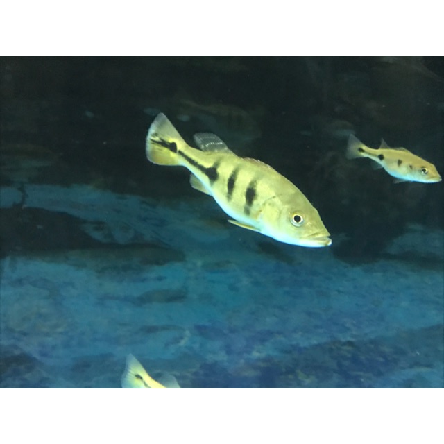 Pbass/peacockbass monoculus 6-7-8