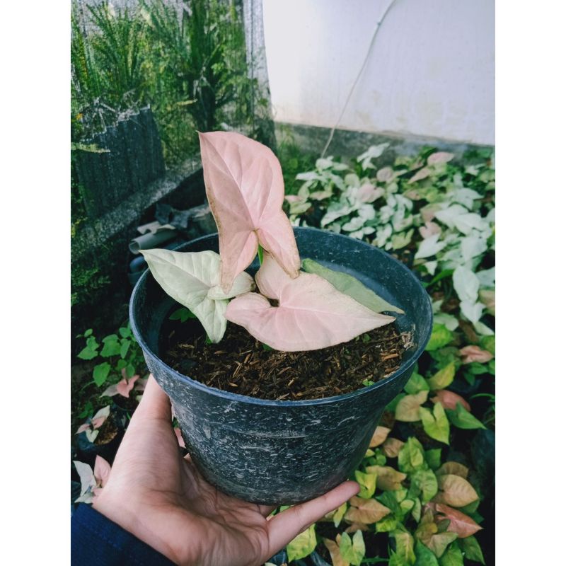 Tanaman syingonium pink /bunga syingonium pink
