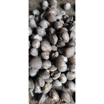 

kerang dara fresh segar 500 gram