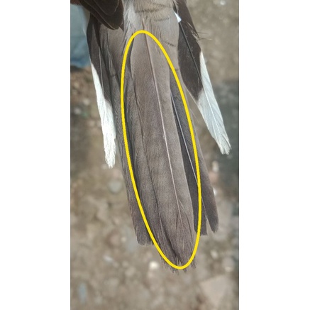 Burung perkutut lokal katuranggan koro Welang