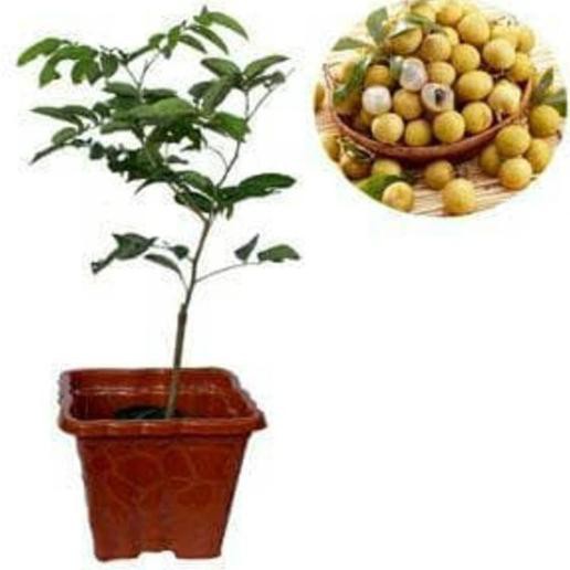 Bibit Kelengkeng Pingpong Untuk Tabulampot Diskon