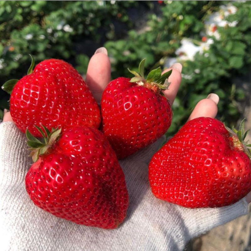Bibit Strawberry JUMBO