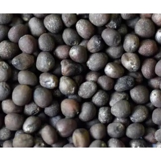 Biji Benih Sayur Kembang Kol Larissa F1 Brokoli Putih Bunga Kol Brungkul Cap Panah Merah