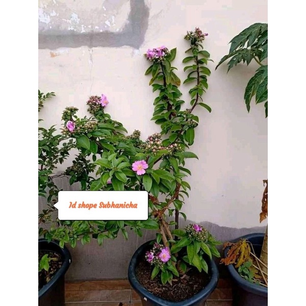 Bunga pareskia grandifolia/pareskia grandifolia/kelulut/teuweul/kele kele
