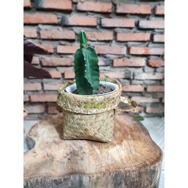 cover pot,gintingan purun,kerangjang purun, bakul purun, keranjang anyaman, anyaman, tas anyaman,tas