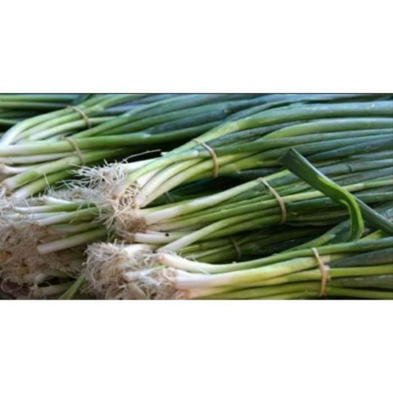 

Daun bawang 250gram