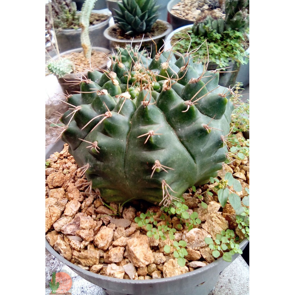 KAKTUS Besar Ownroot -RealPic